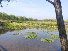 -绿堤公园