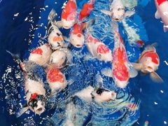 -中环花鸟鱼虫市场