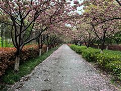 -高东镇樱花园