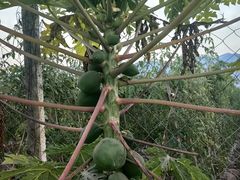 -西双版纳傣族园