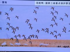 -野鸭湖国家湿地公园