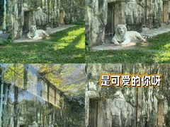 -广州动物园