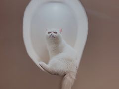 -More Fun猫咖 二十只万元加菲主题