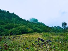 高山草甸-野三坡百草畔景区