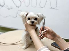 -鑫艺宠物美容培训学校