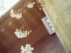 -武汉大学-樱园