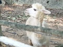 -清迈夜间动物园