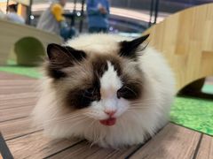 -爪爪喵星球·猫舍(卓悦中心店)