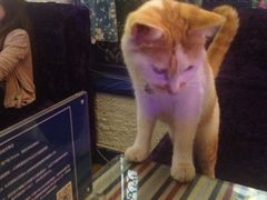 iphone_upload_pic-Sirena海妖日咖夜酒