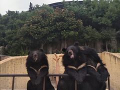 -东方熊牧场