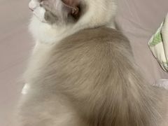 -FAELING PETS美天灵宠物(富力广场店)
