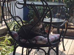 iphone_upload_pic-海边的猫和咖啡馆