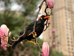 -重庆市江北嘴中央商务区中央公园