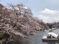 -井之头恩赐公园