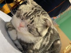 -绒爪撸猫下午茶·猫咖