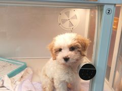 -翊宠yipet猫狗购宠庄园犬舍•猫舍