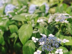 -塘栖枇杷特色园区