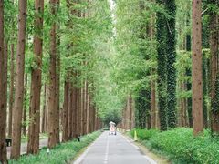 -黄海国家森林公园