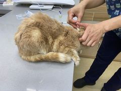 -爱侣宠医·鹦鹉专科·小型哺乳类·异宠专科(灵石路店)