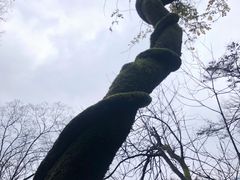 -东天目山风景区