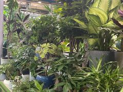 -朝来春花卉市场