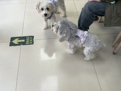 -宠福鑫动物医院(城北分院)