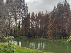 -桤木河湿地公园