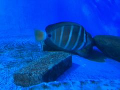 -北戴河圣蓝海洋公园