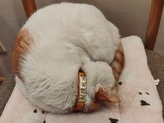 -猫的天空之城概念书店(苏州平江店)