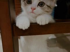 -欣宠猫屋·矮脚拿破仑·蓝金金渐层