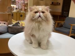 -滚猫咖啡·猫咖·猫友好撸猫(未来城店)