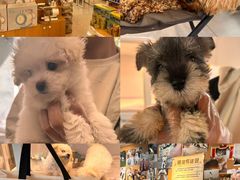 -翊宠yipet猫狗购宠庄园犬舍•猫舍