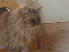 -滚猫咖啡·猫咖·猫友好撸猫(未来城店)