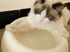 -喵匠猫主题咖啡(凯德和平广场店)