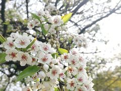-八大山人梅湖景区