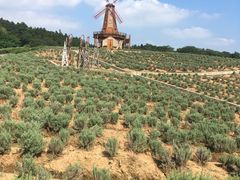 -大塘金香草谷
