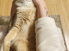 -袖虎猫馆(十亩地店)