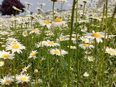 -汉长安城未央宫国家考古遗址公园