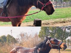 -田园东方蜜桃村的田野营地