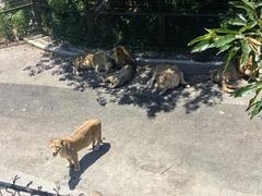 -大连森林动物园