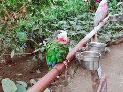 -南宫五洲植物乐园