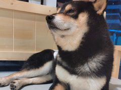 -南京Hallo宠物乐园·哈罗犬舍·柴犬繁育基地