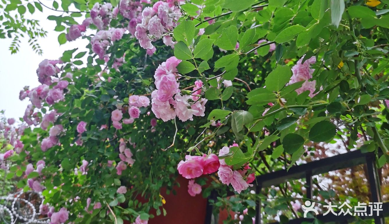 蔷薇花开~出墙来