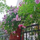 蔷薇花开~出墙来