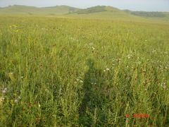 -塞罕坝国家级自然保护区