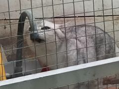 -猫咪博物馆(顶澳仔猫街店)