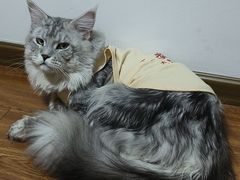 -青奢宠物·青奢猫舍