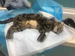 -纳吉亚猫专科动物诊疗中心(蒋宅口分院)