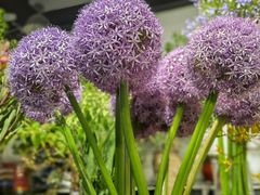 -双季花艺园艺市场(浦东店)