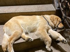 -more than meow吴止猫主题餐厅(承德 中船汇店)